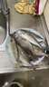 桂之海 桂（GUIZHIHAI）廣西北海泥猛魚(yú)新鮮海捕深海魚(yú)速凍檸檬魚(yú)冰鮮苦提斑魚(yú)臭肚魚(yú)順豐 泥猛魚(yú)殺好單凍 4斤（24-30條） 曬單實(shí)拍圖