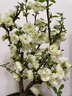 垂絲海棠花盆栽樹苗老樁四季開花卉植物室內(nèi)庭院陽(yáng)臺(tái)好養(yǎng)花卉 5年老樁垂絲海棠花+肥料 不含盆 曬單實(shí)拍圖