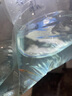 采緹（CAITI）觀(guān)背青鳉觀(guān)賞魚(yú)魔法魚(yú)冷水魚(yú)小型錦鯉金魚(yú)淡水魚(yú)不打氧好養活體 青鳉苗1.2-1.5厘米40條+10防損共50條 曬單實(shí)拍圖
