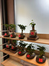 八芽盆栽發(fā)財樹植物室內(nèi)禪意招財樹盆景辦公室桌面綠植源頭直發(fā)包郵 粗桿發(fā)財樹-山居盆-大托盤-方托 含盆 曬單實拍圖