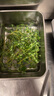 綠食者 新鮮百里香100g 麝香草山胡椒 西餐燒烤調料牛排香料 100g 曬單實拍圖