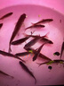 新款捕魚神器抓魚籠塑料魚籠蝦籠螃蟹魚網(wǎng)黃鱔漁網(wǎng)龍蝦網(wǎng)籠捕蝦網(wǎng) 新設計六孔1個送6米繩+配重盒 曬單實拍圖