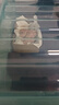鸚鵡育雛保溫箱雛鳥保溫箱幼鳥飼養(yǎng)箱溫控鸚鵡過冬保溫箱寵物箱 24v1a+溫控表+18*30cm墊+折疊箱 曬單實拍圖