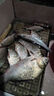 強硬鋒袖鉤加強魚鉤正品綁好的子線雙鉤成品鯽魚鉤競技袖極細金袖 強硬鋒袖子線雙鉤【2號有刺】0.3號線-40cm 曬單實拍圖