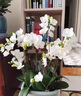 貝意品肥料蘭花專用植物營養(yǎng)素蘭科多箭素養(yǎng)花肥料蝴蝶蘭吊蘭葉面 蝴蝶蘭營養(yǎng)液600ml【促芽壯苗】 曬單實拍圖
