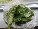 四川藿香新鮮藿香葉川藿香魚香葉現(xiàn)摘現(xiàn)發(fā)帶桿發(fā) 現(xiàn)摘現(xiàn)發(fā)250g 曬單實(shí)拍圖