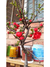 創(chuàng  )京鑫選德國品質(zhì)垂絲海棠花盆栽樹(shù)苗老樁四季開(kāi)花卉植物室內庭不支持退換 長(cháng)壽冠海棠花+肥料(5年老樁) 不含盆 曬單實(shí)拍圖