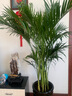 歐芽  散尾葵植物盆栽客廳大型綠植室內辦公室鳳尾竹盆景天堂鳥(niǎo)花卉 散尾葵高1.3-1.6米+原膠盆 曬單實(shí)拍圖