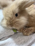 夢(mèng)茜兒（MEXEMINA）兔子活物侏儒兔鳳眼小型茶杯兔長(cháng)不大不咬人寵物荷蘭垂耳兔子活體 淺黃色垂耳兔【公母可選】 曬單實(shí)拍圖