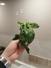 千牛優(yōu)福新鮮羅勒葉50g-500g 食用西餐香料九層塔 披薩草 甜羅勒 歐羅 500g 曬單實(shí)拍圖