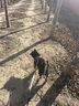 ycqpet狗狗牽引繩小型犬胸背帶遛狗繩背心式狗繩遛狗繩子狗鏈Y01黑色L 曬單實拍圖