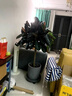 芙洛拉花園【兩小時(shí)達(dá)】發(fā)財(cái)樹大型綠植物盆栽室內(nèi)好養(yǎng)落地客廳開業(yè)喬遷送禮 橡皮樹 曬單實(shí)拍圖