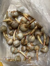 云南白茨菇新鮮農家自種白菇蘑菇白菇白花菇食用菌菇慈姑 新鮮白茨菇 2斤 曬單實(shí)拍圖