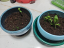 花友秀 向日葵種子觀賞向日葵高桿矮桿迷你向日葵多頭玩具熊向日葵紫色鴻運(yùn)向日葵花海打造花海庭院種植 矮生觀賞向日葵種子30粒 曬單實(shí)拍圖