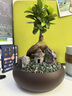 馨音紫砂盆文竹盆景造型盆栽辦公室內綠植蓬萊松福建茶桌面植物 紫砂盆榕樹(shù) 帶盆栽好 曬單實(shí)拍圖
