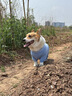 寵物狗狗衣服夏天防曬防臟四腳衣柯基泰迪比熊小型犬中型犬護肚衣 天藍色四腳防曬衣 3XL【建議26-32斤】 曬單實拍圖