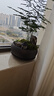 文竹盆栽植物室內(nèi)客廳中式禪意盆景好養(yǎng)綠植辦公室擺件創(chuàng)意花卉 紫砂盆【文竹】 整套成品（山石苔蘚，帶盆種好） 曬單實拍圖