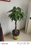 拓塞幸福樹(shù)盆栽植物室內大客廳樹(shù)樁平安發(fā)財大型盆景花卉綠植開(kāi)業(yè)送禮 辮子發(fā)財樹(shù)1--1.2m 含盆 曬單實(shí)拍圖