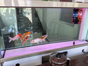 森森（SUNSUN）魚缸水族箱客廳免換水風水家用金魚缸 1.5米長 34.6cm寬 時尚底濾(黑白灰可選) 曬單實拍圖