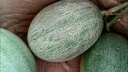 卉雙現摘哈密瓜蜜瓜甜瓜網(wǎng)紋瓜新鮮脆甜多汁當季時(shí)令水果冰淇淋整箱 哈密瓜  帶箱8.5-9斤凈重8.5斤  曬單實(shí)拍圖