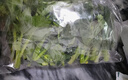 【高原夏菜】 菜心苗250g 曬單實(shí)拍圖