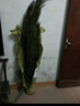淘舞 塔柏樹苗四季青墓地掃墓松樹苗松柏側(cè)柏檜柏柏樹寶塔松苗 龍柏2-2.1米高 曬單實拍圖
