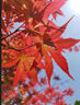 日本紅楓樹(shù)苗四季紅室外耐寒紅舞姬盆景盆栽大樹(shù)綠植庭院綠化植物 紅楓3公分粗帶土球 曬單實(shí)拍圖