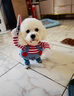 修醫(yī)寵狗狗衣服搞怪鬼娃服比熊金毛博美柴犬柯基泰迪寵物中型犬搞笑變裝 曬單實拍圖