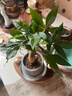 新品開花發(fā)財樹盆栽室內(nèi)好養(yǎng)易活花卉植物客廳辦公室綠植四季開花 紅顏【四季長青 驅(qū)蚊好養(yǎng)】 送肥料+盆 曬單實拍圖