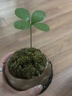 創(chuàng)京鑫選德國品質(zhì)墨西哥鐵樹盆栽幸運四葉草水培植物迷你盆景辦不支持退換 幸運墨西哥鐵+小喜瓷盆+圓底座 曬單實拍圖