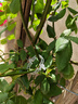 綠植果樹(shù)植物固定夾卡扣藤蔓固定器秧苗爬藤支撐桿黃瓜豆角固定器 重復使用：強韌性【200個(gè)】 曬單實(shí)拍圖