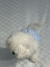 嬉皮狗（hipidog）寵物小清新糖果色條紋吊帶小型犬比熊外出時(shí)尚穿搭春夏季狗狗衣服 邦迪藍 S （建議體重3-5斤） 曬單實(shí)拍圖