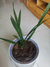 菁寶【耐寒】濃香型蘭花苗室內盆栽蘭花花卉墨蘭建蘭大花苞懶人花客廳 【熱銷(xiāo)5號】 2苗-散苗-超小苗 曬單實(shí)拍圖