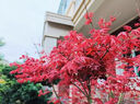 日本紅楓樹(shù)苗四季紅室外耐寒紅舞姬盆景盆栽大樹(shù)綠植庭院綠化植物 紅楓3公分粗帶土球 曬單實(shí)拍圖