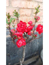 創(chuàng  )京鑫選德國品質(zhì)垂絲海棠花盆栽樹(shù)苗老樁四季開(kāi)花卉植物室內庭不支持退換 長(cháng)壽冠海棠花+肥料(5年老樁) 不含盆 曬單實(shí)拍圖