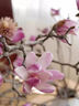 玉蘭花水培水養(yǎng)綠植花卉遇水開(kāi)花樹(shù)苗盆栽帶花苞干枝耐寒鮮切白紫 【賞到過(guò)年】鮮切紫玉蘭40-50cm4枝+送掛件+ 裸根不帶土 曬單實(shí)拍圖