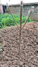 言清車(chē)厘子樹(shù)苗正宗嫁接櫻桃樹(shù)苗石榴樹(shù)苗棗樹(shù)苗庭院盆栽地栽果樹(shù)苗 車(chē)厘子 粗3公分（當年結果） 曬單實(shí)拍圖