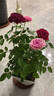 月季花苗四季開(kāi)花帶花苞特大花卉爬藤小苗室內外陽(yáng)臺盆栽薔薇玫瑰 果汁陽(yáng)臺【大花濃香】 不含盆 曬單實(shí)拍圖