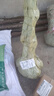 歐博 葡萄樹(shù)苗藍寶石陽(yáng)光玫瑰苗南北方種植盆栽爬藤地栽帶土易活 藍寶石5年苗 原土發(fā)貨 曬單實(shí)拍圖
