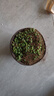 胡麗佛珠吊蘭 帶盆發(fā)貨 懸掛垂吊多肉植物 室內陽(yáng)臺趣味美觀(guān)帶盆發(fā)貨 小吊盆佛珠(長(cháng)10cm左右) 盆口徑1 帶盆栽好 曬單實(shí)拍圖