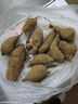 霆環(huán)大愛(ài)婧騎月娥月娥大麗花球根花卉 開(kāi)花大花大麗菊地瓜花 混色10棵不含盆 曬單實(shí)拍圖