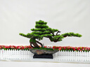 臻凡仿真綠植盆景植物盆栽家居客廳玄關(guān)辦公室桌面裝飾假樹迎客松擺件 【大號(hào)】江山如畫-崖柏 曬單實(shí)拍圖