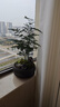 文竹盆栽植物室內(nèi)客廳中式禪意盆景好養(yǎng)綠植辦公室擺件創(chuàng)意花卉 紫砂盆【文竹】 整套成品（山石苔蘚，帶盆種好） 曬單實拍圖