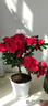 杜鵑花苗盆栽帶花苞發(fā)貨四季開(kāi)花植物大棵好養活陽(yáng)臺室內綠植花卉 大號紅色杜鵑花+小蠻腰盆 曬單實(shí)拍圖