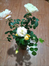 臨雅 月季花樹苗果汁陽臺大花盆栽室內(nèi)紅果汁陽臺多頭玫瑰花苗棒棒糖 【果汁陽臺】中苗-130#盆 曬單實拍圖