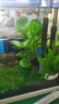 瘋狂水草坨草水草造景魚(yú)缸造景植物布景水培綠植草丹麥小坨草源頭直發(fā)包郵 曬單實(shí)拍圖