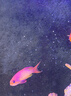 海金魚合集紫羅蘭馬代藍眼寶石紫后雙斑夏威夷櫻花海水魚活體觀賞 馬代藍眼寶石（母魚）【4-5 】 曬單實拍圖