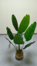 未歐天堂鳥(niǎo)假綠植仿真植物落地盆栽室內大型仿生樹(shù)裝飾仿真花客廳擺件 1.3米天堂鳥(niǎo)+花籃 曬單實(shí)拍圖