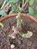 申堰【2顆】碎冰藍(lán)玫瑰玫瑰老樁花卉綠植盆栽陽臺(tái)花卉玫瑰花盆栽室內(nèi) 稀有天空藍(lán)/共【2顆】 曬單實(shí)拍圖