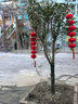 歐博桂花樹(shù)大樹(shù)大型庭院原生地栽桂花樹(shù)苗八月桂金桂四季桂丹桂沉香桂 金桂【原生】 3公分粗【1.4米-1.8米左右高】 曬單實(shí)拍圖